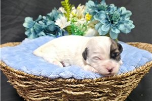 Proctor - Shichon for sale