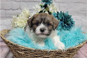 Jase - Shichon for sale