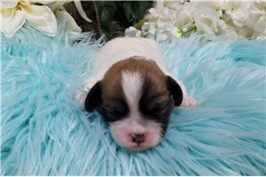 Java - Shichon for sale