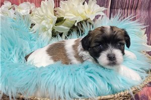 Jaxter - Shichon for sale