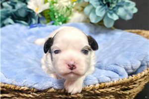 Prime - Shichon for sale
