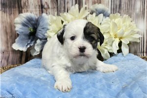 Proctor - Shichon for sale