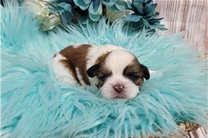 Luke - puppy for sale