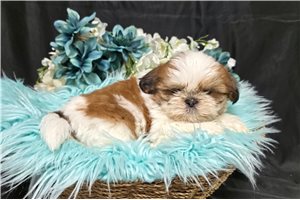 Luke - Shih Tzu for sale