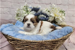 Luke - Shih Tzu for sale