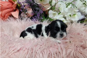 Leah - puppy for sale