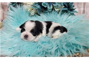 Levi - puppy for sale