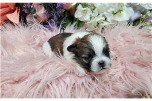 Lane - puppy for sale