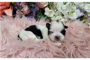 Layla - Shih Tzu for sale