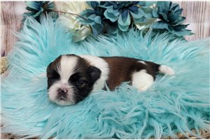 Logan - Shih Tzu for sale