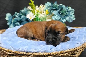 River - Soft Coated Wheaten Terrier for sale