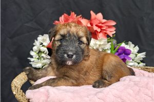 Haven - Soft Coated Wheaten Terrier for sale