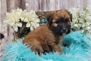 Ames - Soft Coated Wheaten Terrier for sale