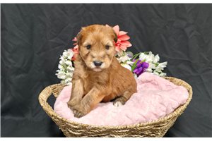 Harper - Soft Coated Wheaten Terrier for sale