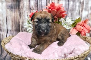 Rowan - Soft Coated Wheaten Terrier for sale
