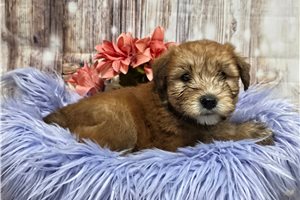 Hazel - Soft Coated Wheaten Terrier for sale