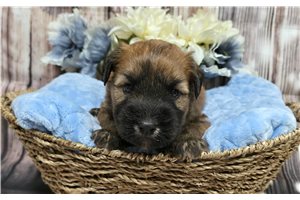 River - Soft Coated Wheaten Terrier for sale