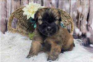 North - Soft Coated Wheaten Terrier for sale