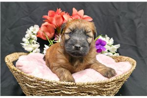 Harriet - Soft Coated Wheaten Terrier for sale