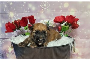 Cameron - Soft Coated Wheaten Terrier for sale