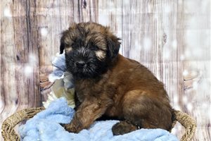 Hendrix - Soft Coated Wheaten Terrier for sale