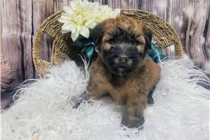 Nugget - Soft Coated Wheaten Terrier for sale