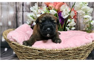 Hattie - Soft Coated Wheaten Terrier for sale