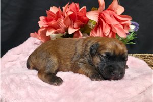 Rowan - puppy for sale