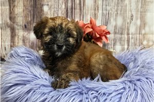Haven - Soft Coated Wheaten Terrier for sale
