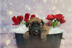 Cooper - Soft Coated Wheaten Terrier for sale
