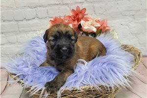 Naomi - puppy for sale