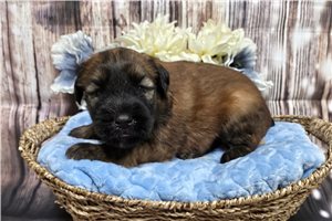 Robbie, a Soft Coated Wheaten Terrier puppy
