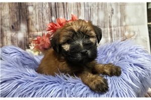 Harriet - Soft Coated Wheaten Terrier for sale