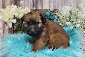 Ambrose - Soft Coated Wheaten Terrier for sale