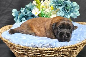 Robbie - puppy for sale
