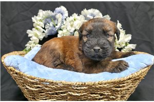 Hendrix - Soft Coated Wheaten Terrier for sale