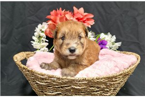 Hazel - Soft Coated Wheaten Terrier for sale