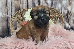 Naomi - Soft Coated Wheaten Terrier for sale