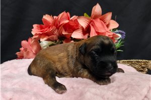 Rosie - Soft Coated Wheaten Terrier for sale