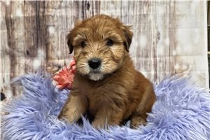Harper - Soft Coated Wheaten Terrier for sale