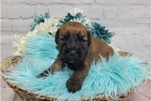 Nathan - puppy for sale