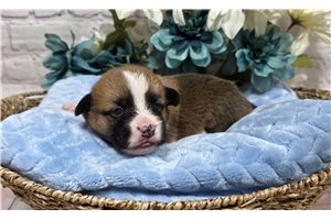 Carter - Pembroke Welsh Corgi for sale