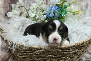 Trapper - puppy for sale