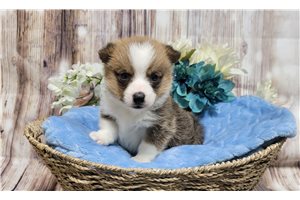 Noah - Corgi, Pembroke Welsh for sale