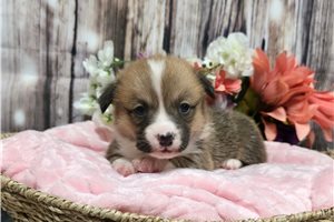 Isla - Corgi, Pembroke Welsh for sale