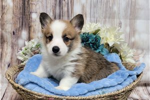 Coda - Corgi, Pembroke Welsh for sale