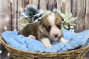 Ivan - Corgi, Pembroke Welsh for sale