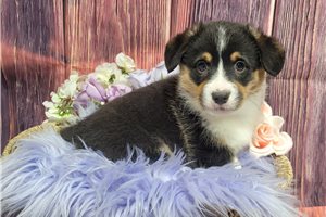 Brooke - Corgi, Pembroke Welsh for sale