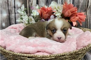 Izzy - puppy for sale
