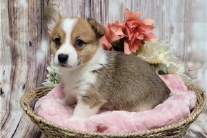 Cherie - Corgi, Pembroke Welsh for sale